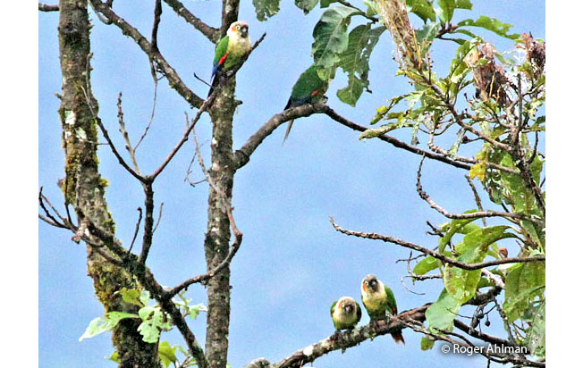 white-necked_parakeet