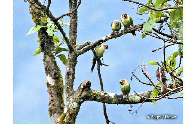white-necked_parakeet