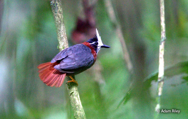white-plumed_antbird