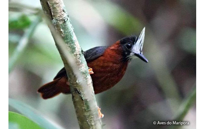 white-plumed_antbird