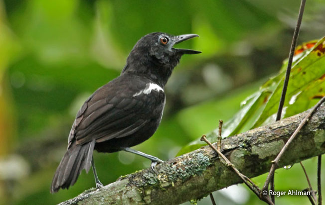 white-shouldered_antbird