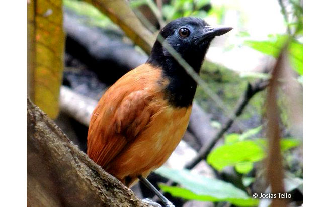 white-shouldered_antbird