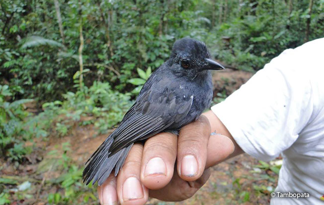 white-shouldered_antshrike