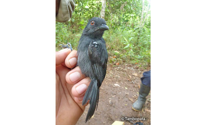 white-shouldered_antshrike