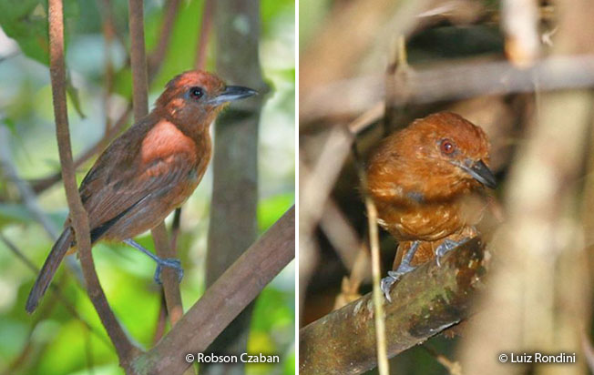 white-shouldered_antshrike