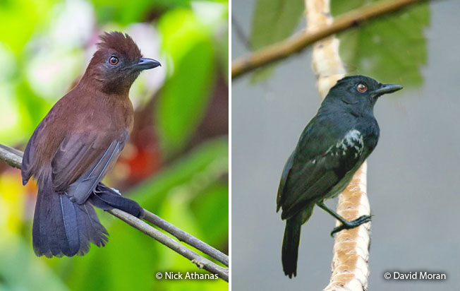 white-shouldered_antshrike