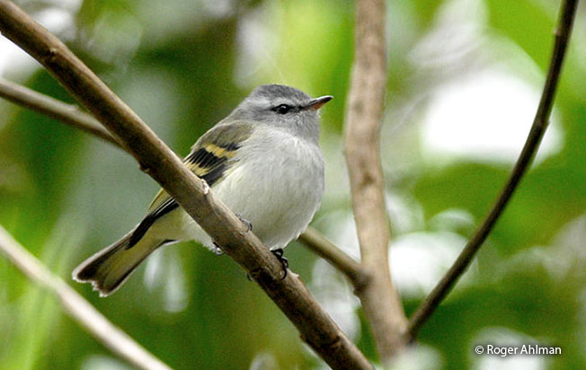 white-tailed_tyrannulet