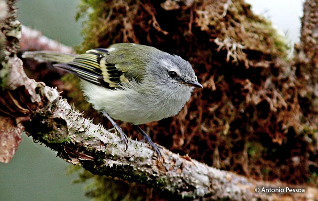 white-tailed_tyrannulet