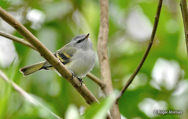 white-tailed_tyrannulet
