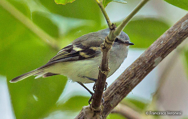white-tailed_tyrannulet