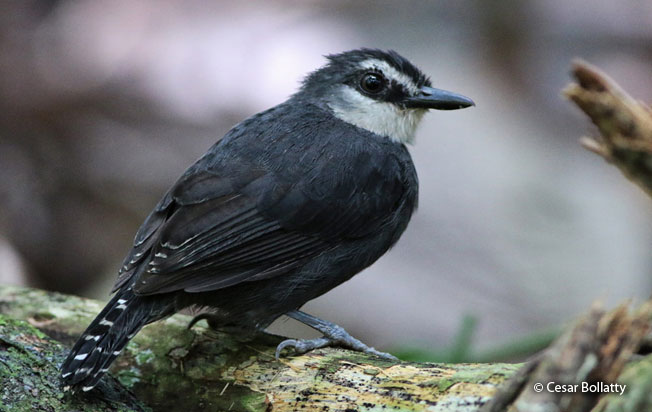 white-throated_antbird