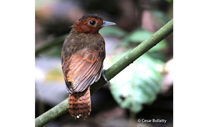 white-throated_antbird