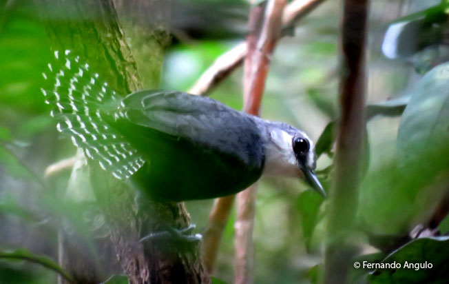 white-throated_antbird