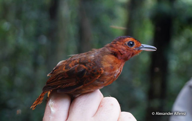 white-throated_antbird