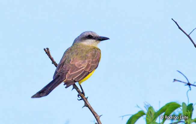 white-throated_kingbird