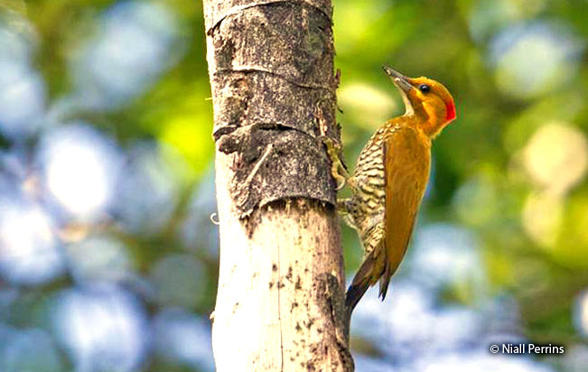 white-throated_woodpecker