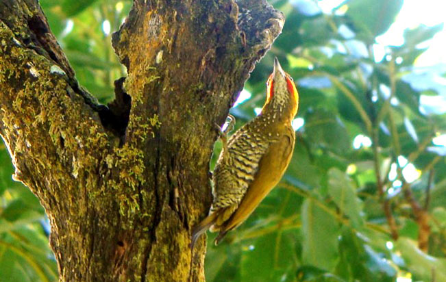 white-throated_woodpecker