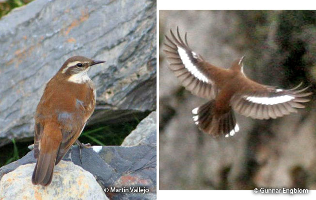 white-winged_cinclodes