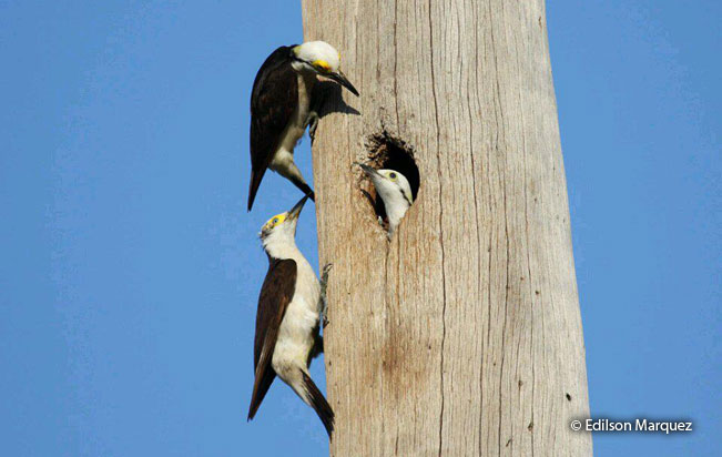 white_woodpecker