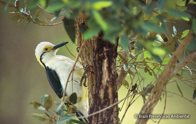 white_woodpecker