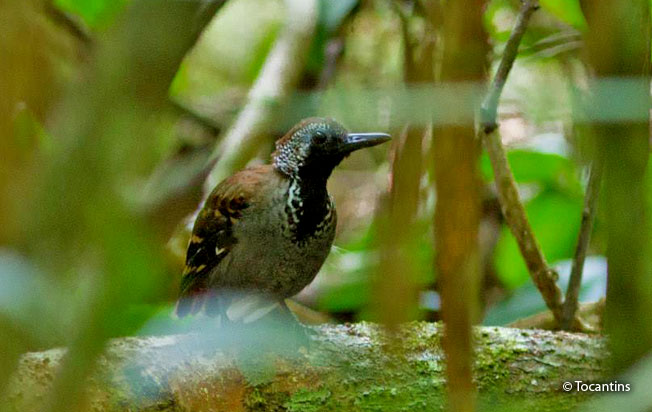 wing-banded_antbird