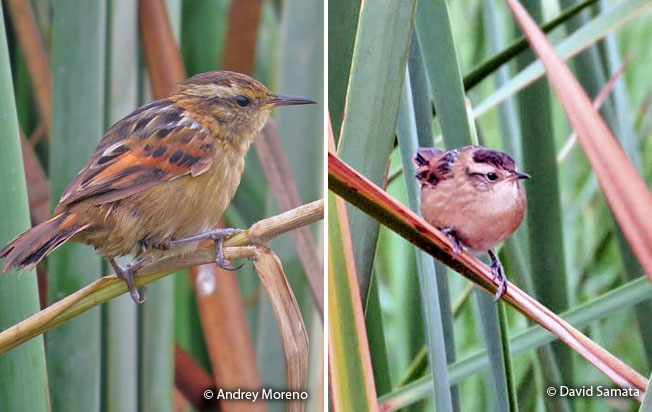 wren-like_rushbird