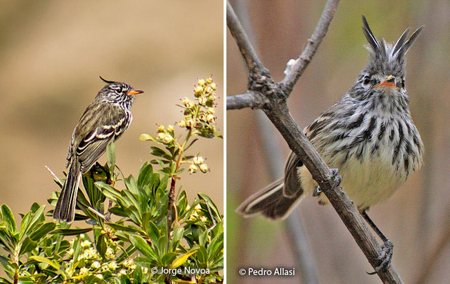 yellow-billed_tit-tyrant
