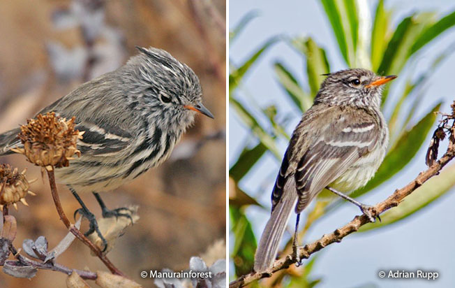 yellow-billed_tit-tyrant