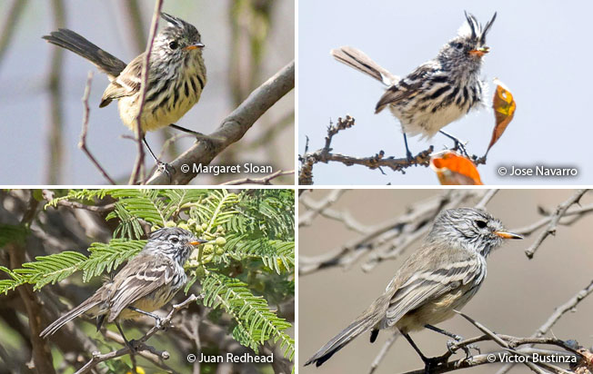 yellow-billed_tit-tyrant