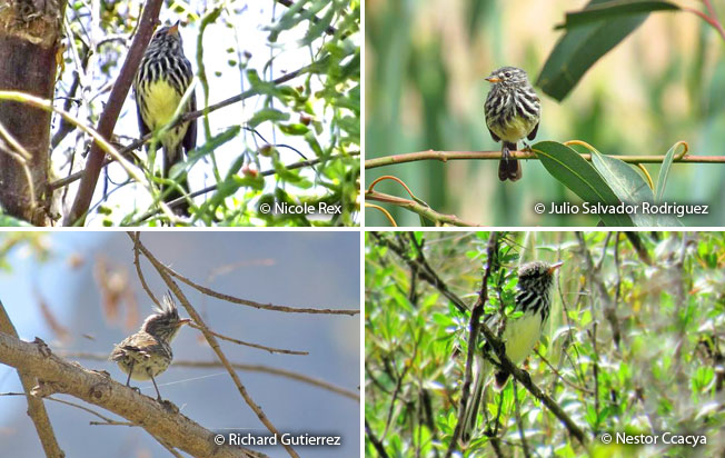 yellow-billed_tit-tyrant