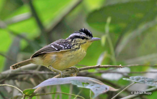 yellow-breasted_warbling_antbird