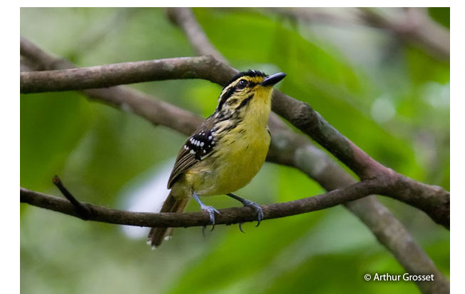 yellow-browed_antbird