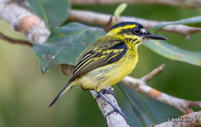 yellow-browed_tody-flycatcher