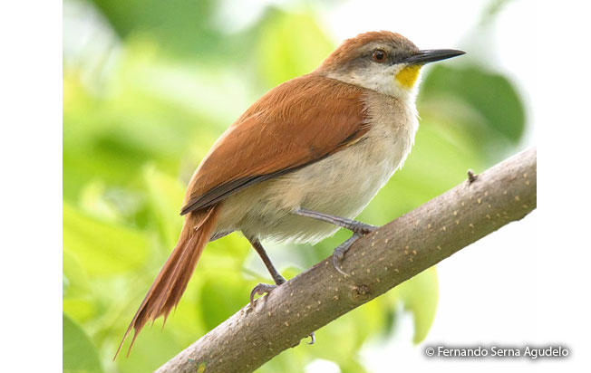 yellow-chinned_spinetail