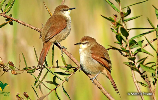 yellow-chinned_spinetail