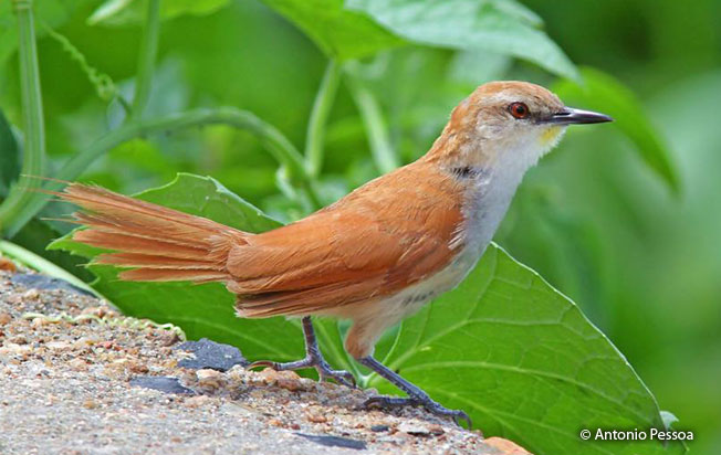 yellow-chinned_spinetail