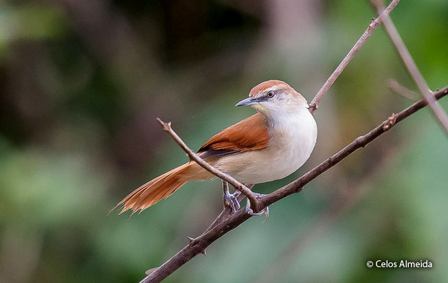 yellow-chinned_spinetail