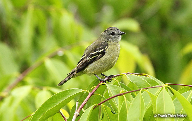 yellow-crowned_tyrannulet