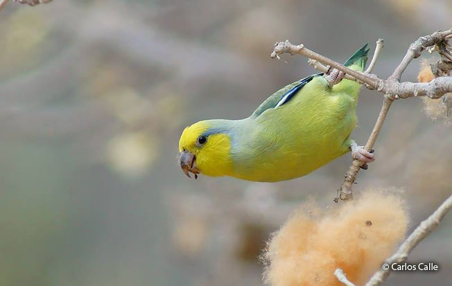 yellow-faced_parrotlet