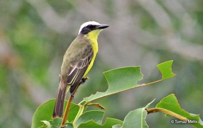 yellow-throated_flycatcher
