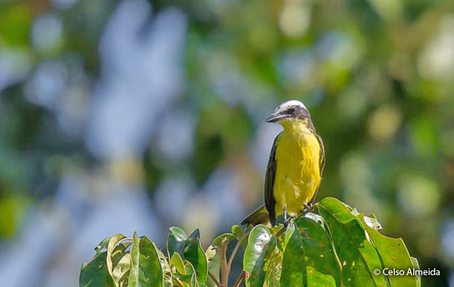 yellow-throated_flycatcher
