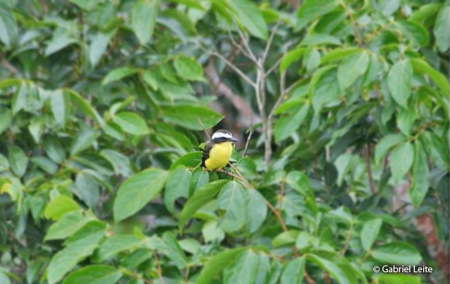 yellow-throated_flycatcher