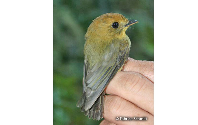 yellow-throated_spadebill