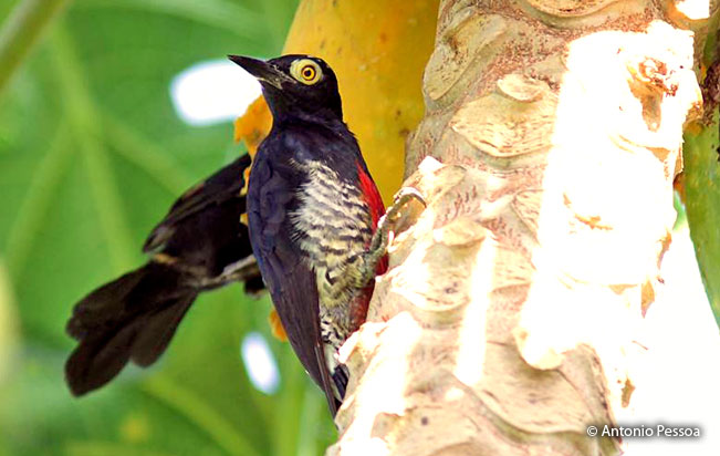 yellow-tufted_woodpecker