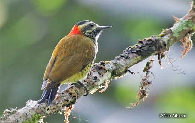 yellow-vented_woodpecker