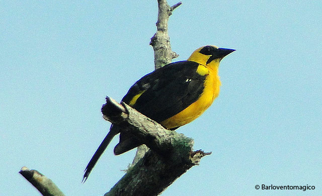 oriole blackbird