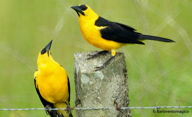 oriole blackbird