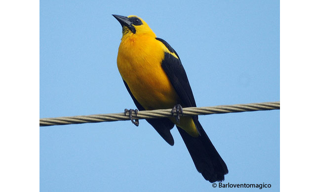 oriole blackbird