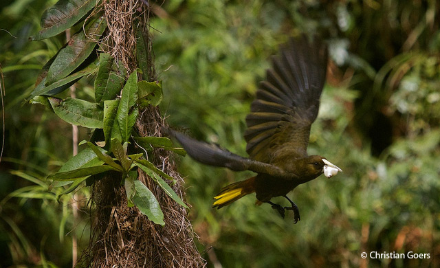 dusky-green oropendola