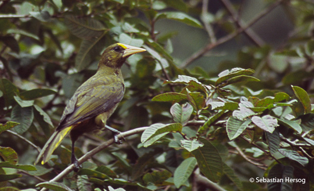 dusky-green oropendola